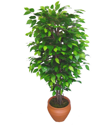 Ficus Benjamin 1,50 cm   Antalya Asya anneler gn iek yolla 