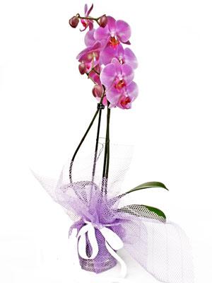  Antalya Asya anneler gn iek yolla  Kaliteli ithal saksida orkide