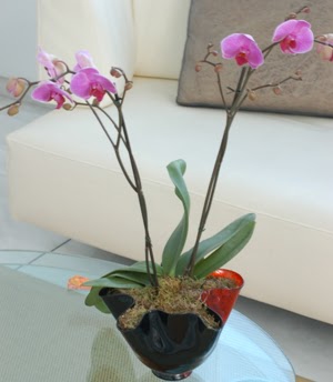  Antalya Asya ieki maazas  tek dal ikili orkide saksi iegi