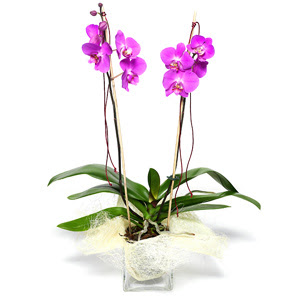  Antalya Asya iek sat  Cam yada mika vazo ierisinde  1 kk orkide