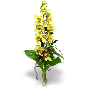  Antalya Asya Melisa nternetten iek siparii  cam vazo ierisinde tek dal canli orkide