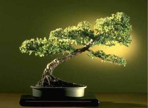 ithal bonsai saksi iegi  Antalya Asya ieki maazas 