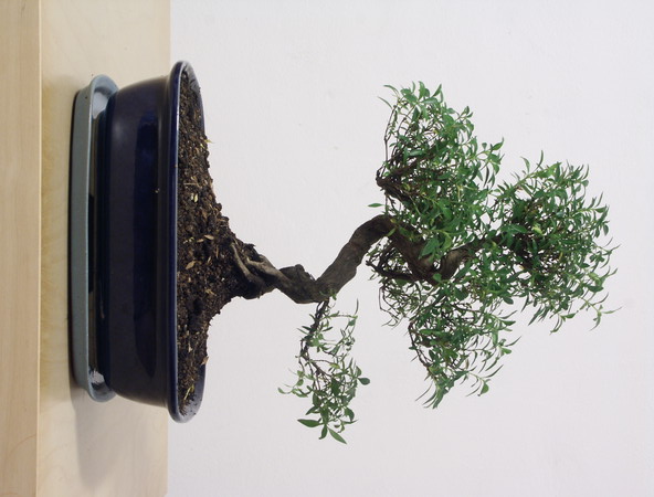 ithal bonsai saksi iegi  Antalya Asya iek siparii vermek 