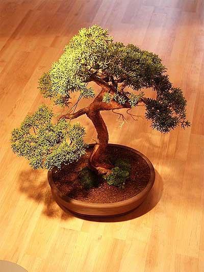 ithal bonsai saksi iegi  Antalya Asya iek maazas , ieki adresleri 