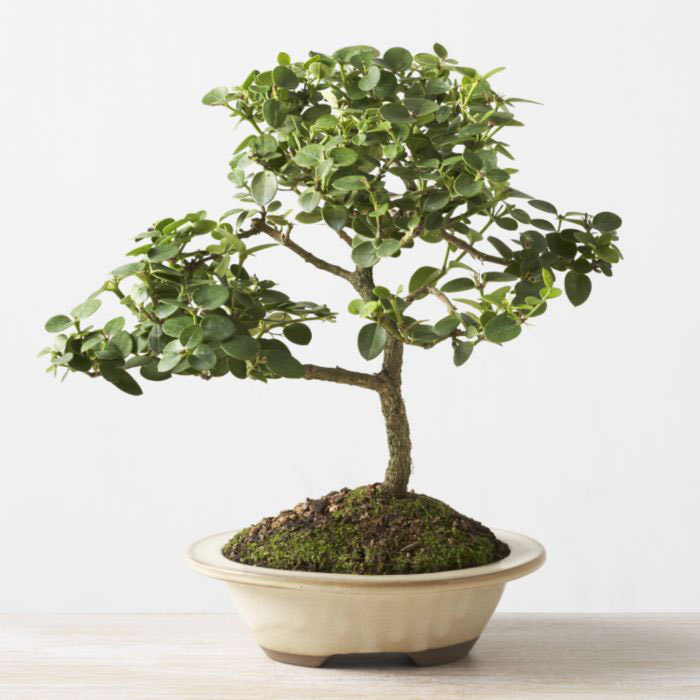 ithal bonsai saksi iegi  Antalya Asya iek online iek siparii 
