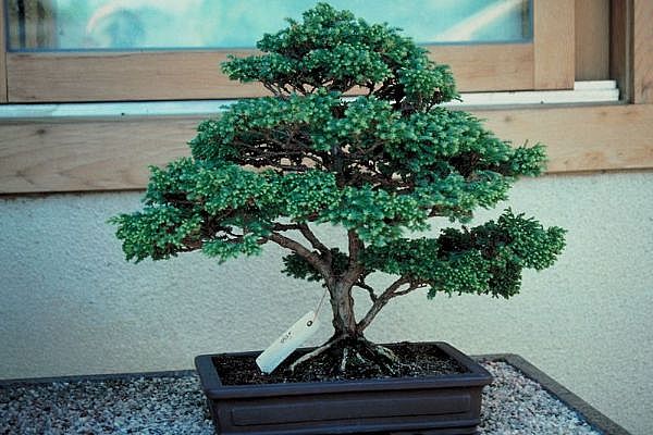 ithal bonsai saksi iegi  Antalya Asya 14 ubat sevgililer gn iek 
