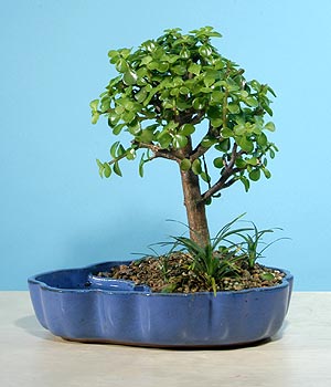ithal bonsai saksi iegi  Antalya Asya iekiler 