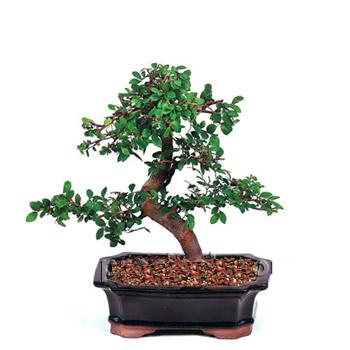 ithal bonsai saksi iegi  Antalya Asya iek siparii vermek 