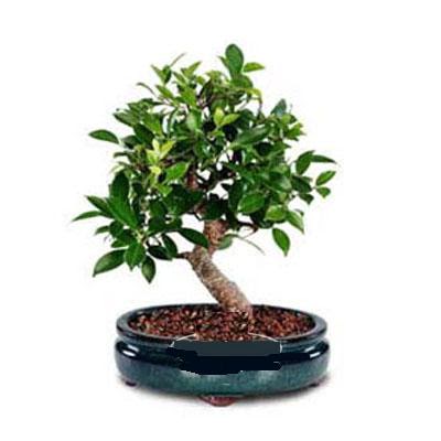 ithal bonsai saksi iegi  Antalya Asya iek siparii sitesi 