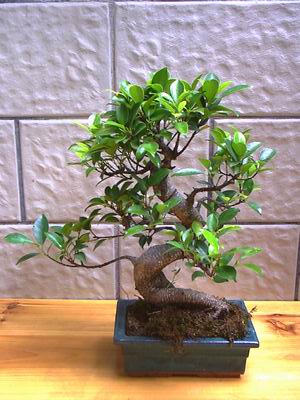 ithal bonsai saksi iegi  Antalya Asya hediye sevgilime hediye iek 