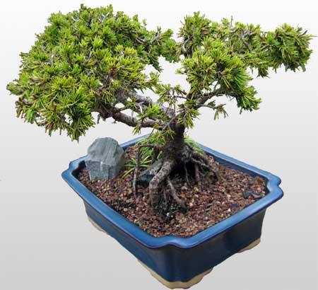 ithal bonsai saksi iegi  Antalya Asya ieki maazas 