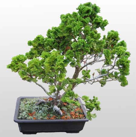 ithal bonsai saksi iegi  Antalya Asya Melisa nternetten iek siparii 