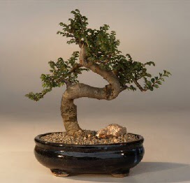 ithal bonsai saksi iegi  Antalya Asya 14 ubat sevgililer gn iek 