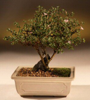 ithal bonsai saksi iegi  Antalya Asya iek maazas , ieki adresleri 