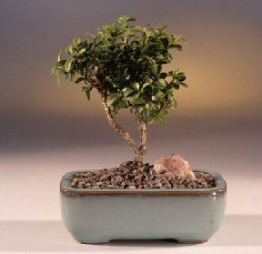  Antalya Asya iek yolla  ithal bonsai saksi iegi  Antalya Asya internetten iek sat 