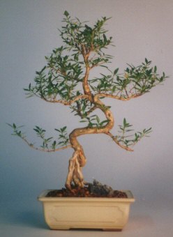  Antalya Asya iek sat  ithal bonsai saksi iegi  Antalya Asya iek siparii vermek 