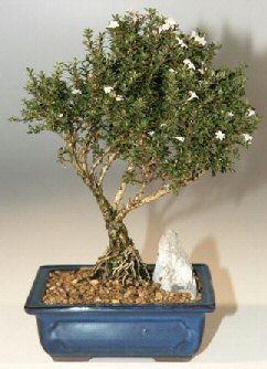  Antalya Asya iek , ieki , iekilik  ithal bonsai saksi iegi  Antalya Asya online iek gnderme sipari 