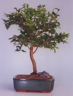  Antalya Asya ucuz iek gnder  ithal bonsai saksi iegi  Antalya Asya anneler gn iek yolla 