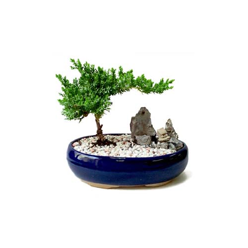 ithal bonsai saksi iegi  Antalya Asya iek gnderme 