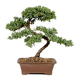 ithal bonsai saksi iegi  Antalya Asya iek gnderme sitemiz gvenlidir 