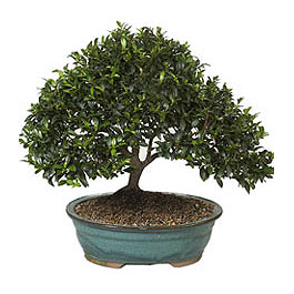  Antalya Asya ucuz iek gnder  ithal bonsai saksi iegi  Antalya Asya iek gnderme sitemiz gvenlidir 