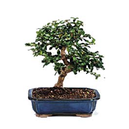  Antalya Asya uluslararas iek gnderme  ithal bonsai saksi iegi  Antalya Asya 14 ubat sevgililer gn iek 