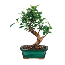  Antalya Asya iek siparii sitesi  ithal bonsai saksi iegi  Antalya Asya iek online iek siparii 