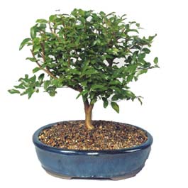  Antalya Asya ieki maazas  ithal bonsai saksi iegi  Antalya Asya online ieki , iek siparii 