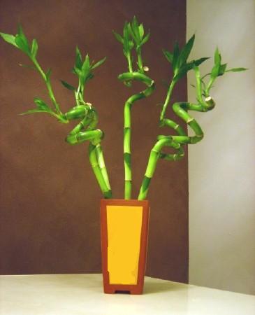 Lucky Bamboo 5 adet vazo ierisinde  Antalya Asya internetten iek sat 