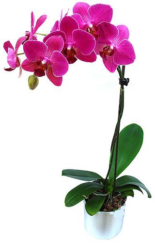  Antalya Asya ieki maazas  saksi orkide iegi