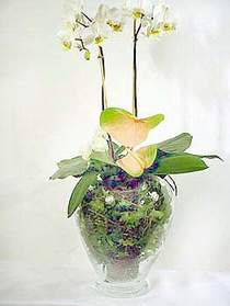  Antalya Asya iek sat  Cam yada mika vazoda zel orkideler