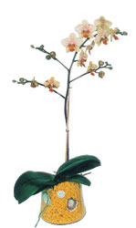  Antalya Asya online iek gnderme sipari  Phalaenopsis Orkide ithal kalite