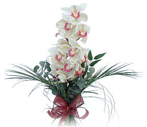  Antalya Asya iek siparii sitesi  Dal orkide ithal iyi kalite