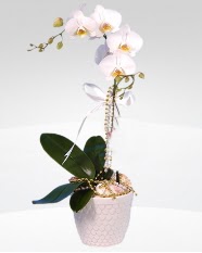 1 dallı orkide saksı çiçeği  Antalya Asya online çiçekçi , çiçek siparişi 