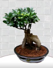 saks iei japon aac bonsai  Antalya Asya kaliteli taze ve ucuz iekler 