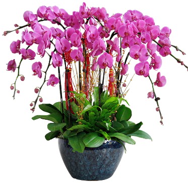 9 dallı mor orkide  Antalya Asya 14 şubat sevgililer günü çiçek 
