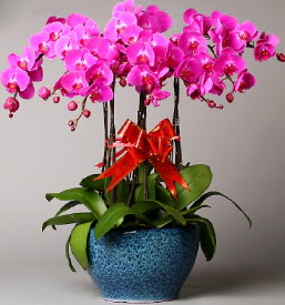 7 dall mor orkide  Antalya Asya iek online iek siparii 