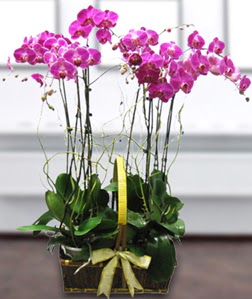 4 dall mor orkide  Antalya Asya gvenli kaliteli hzl iek 
