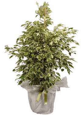 Orta boy alaca benjamin bitkisi  Antalya Asya internetten iek sat 