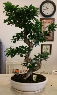 100 cm yüksekliğinde dev bonsai japon ağacı  Antalya Asya Melisa İnternetten çiçek siparişi 