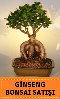 Ginseng bonsai sat japon aac  Antalya Asya cicek , cicekci 