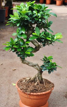 Orta boy bonsai saks bitkisi  Antalya Asya internetten iek siparii 