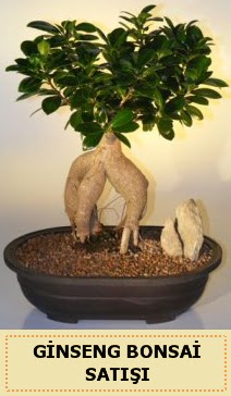thal Ginseng bonsai sat japon aac  Antalya Asya iek siparii sitesi 