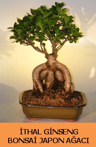 thal japon aac ginseng bonsai sat  Antalya Asya Melisa nternetten iek siparii 