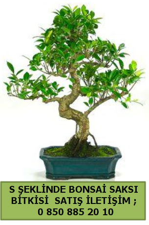 thal S eklinde dal erilii bonsai sat  Antalya Asya iek gnderme 