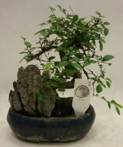thal 1.ci kalite bonsai japon aac  Antalya Asya iek sat 