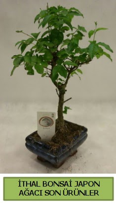 thal bonsai japon aac bitkisi  Antalya Asya hediye sevgilime hediye iek 