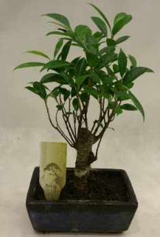 Japon aac bonsai bitkisi sat  Antalya Asya ieki telefonlar 