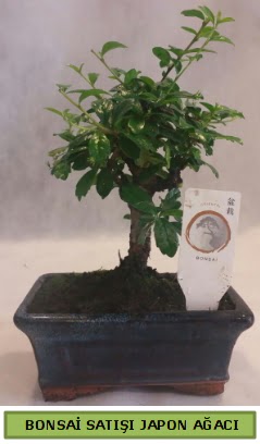 Minyatr bonsai aac sat  Antalya Asya iek gnderme 