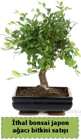 thal bonsai saks iei Japon aac sat  Antalya Asya Melisa nternetten iek siparii 